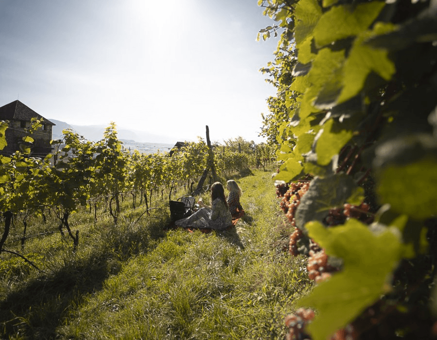 Weinträume zum Verkosten